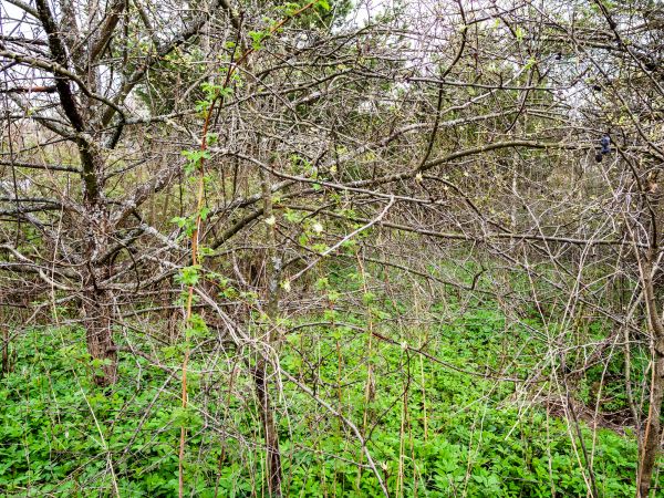 Cost of Underbrush Clearing in Idaho Falls
