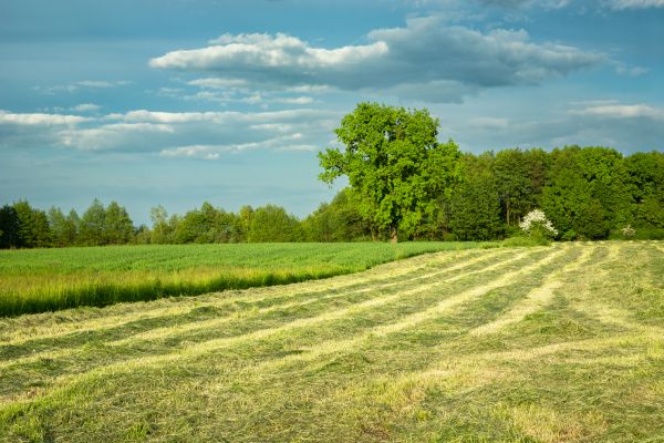 Cost of Vegetation Removal in Idaho Falls
