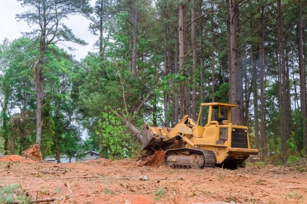 Cost of Forest Thinning in Idaho Falls